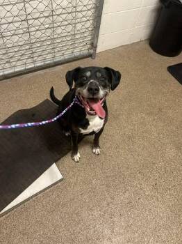 Great Dane Dogs Available for Adoption in Fruit Heights, Utah - Milky | PetCurious