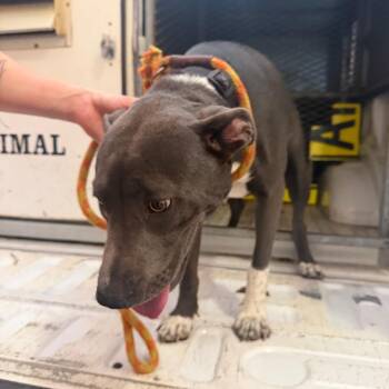 Blue -  Pit Bull Terrier Dog for Adoption in Birmingham, Alabama - Blue | PetCurious