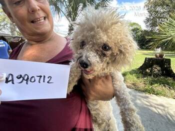 LITTLE MAMA -  Bichon Frise Dog for Adoption in Ocala, Florida - LITTLE MAMA | PetCurious