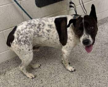 Archie -  Mixed Breed Dog for Adoption in Kansas City, Missouri - Archie | PetCurious