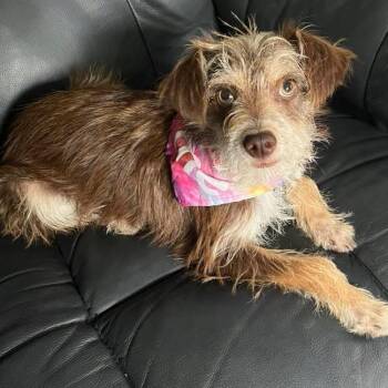 Gretel -  Yorkshire Terrier Dog for Adoption in Eugene, Oregon - Gretel | PetCurious