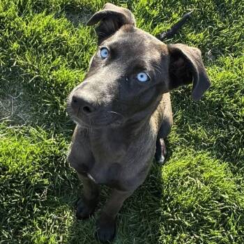 Husky and Great Dane Dogs Available for Adoption in Lincoln, Nebraska - Kiwi | PetCurious