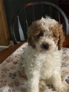 Timmy -  Cockapoo Dog for Sale in Salisbury, Maryland - Timmy | PetCurious