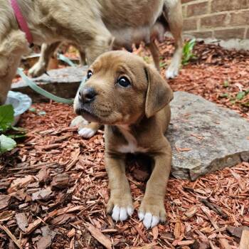 Half Baked -  Mixed Breed Dog for Adoption in Rockville, Maryland - Half Baked | PetCurious