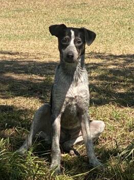 Rescue Cattle Dog Dogs for Adoption in Fort Lupton, Colorado - Standford | PetCurious