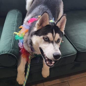 Siberian Husky Dogs Available for Adoption in Oak Park, Illinois - Park | PetCurious