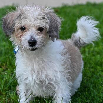 Rex -  Poodle and Maltese Dog for Adoption in Arlington Heights, Illinois - Rex | PetCurious