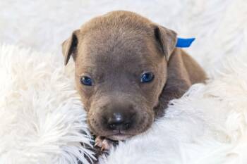 Cobolt- Mama Ruby Anns gemstones -  Pit Bull Terrier Dog for Adoption in Carmel Hamlet, New York - Cobolt- Mama Ruby Anns Gemstones | PetCurious