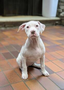 Eliza Hamilton -  Mixed Breed Dog for Adoption in Des Moines, Iowa - Eliza Hamilton | PetCurious
