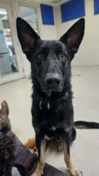 German Shepherd Dog Dogs Available for Adoption in Manitowoc, Wisconsin - Zeddie | PetCurious