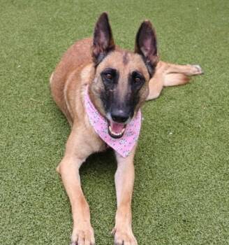 Mixed Breed Dogs Available for Adoption in Athens, Georgia - Belly | PetCurious