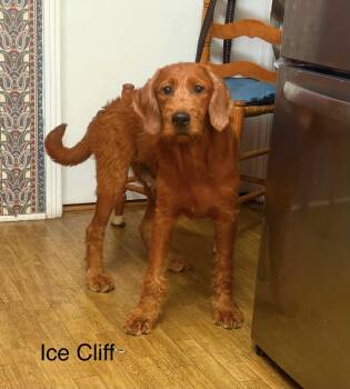 Ice Cliff AA in MS -  Labrador Retriever and Standard Poodle Dog for Adoption in Warwick, Rhode Island - Ice Cliff AA In MS | PetCurious