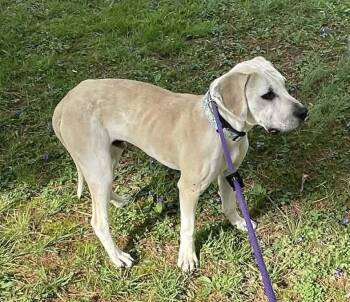 Labrador Retriever Dogs Available for Adoption in Germantown, Ohio - Creighton | PetCurious