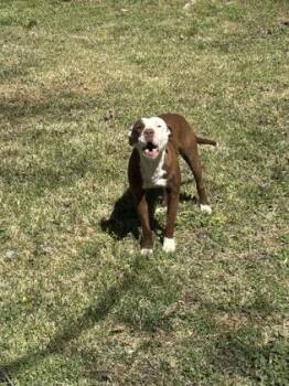 Harmonica 284-26 -  Pit Bull Terrier and Mixed Breed Dog for Adoption in Cumming, Georgia - Harmonica 284-26 | PetCurious
