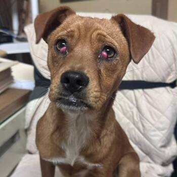 Mixed Breed Dogs Available for Adoption in Saint Charles, Missouri - Finn | PetCurious
