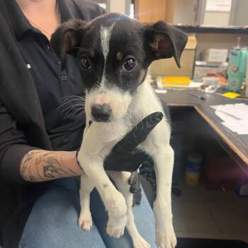 Rat Terrier Dogs Available for Adoption - Skip | PetCurious