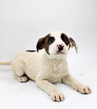 Australian Shepherd and Mixed Breed Dogs Available for Adoption in Morton Grove, Illinois - Harold | PetCurious