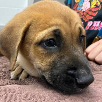 Fallon -  Shepherd and Mixed Breed Dog Available for Adoption in Corpus Christi, Texas - Fallon | PetCurious