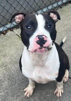 Jimmy -  Pit Bull Terrier Dog for Adoption in Chicago, Illinois - Jimmy | PetCurious