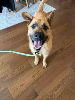 Mixed Breed Dogs Available for Adoption - Garlic Knot | PetCurious