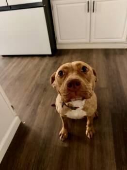 Arya -  Staffordshire Bull Terrier Dog for Adoption in Santa Monica, California - Arya | PetCurious