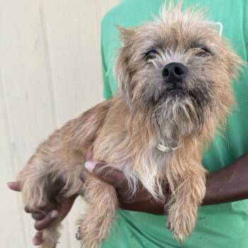 Odie - Local July 10-12 -  Rat Terrier Dog for Adoption in Brookshire, Texas - Odie - Local July 10-12 | PetCurious