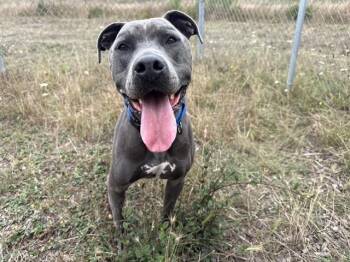 HANSEL -  Pit Bull Terrier Dog for Adoption in Mckinleyville, California - HANSEL | PetCurious
