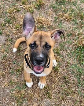 Shepherd and Boxer Dogs Available for Adoption in Youngsville, North Carolina - Josie | PetCurious
