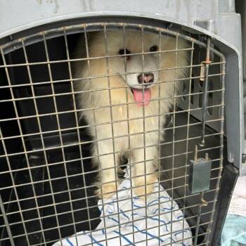 Runaway -  Samoyed Dog for Adoption in Northbrook, Illinois - Runaway | PetCurious