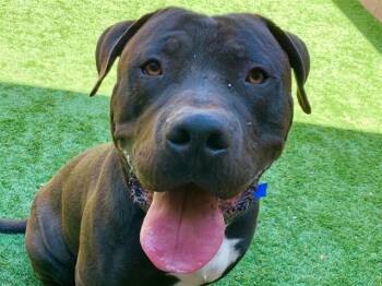 A551830 -  Pit Bull Terrier and Mixed Breed Dog for Adoption in Moreno Valley, California - A551830 | PetCurious