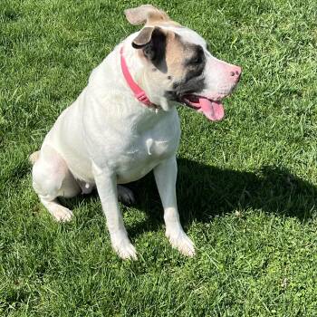 Pit Bull Terrier Dogs Available for Adoption in Elkton, Michigan - Cheyanne | PetCurious