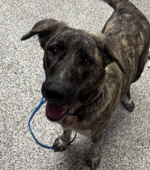 Violet -  Shepherd Dog for Adoption in Golden, Colorado - Violet | PetCurious