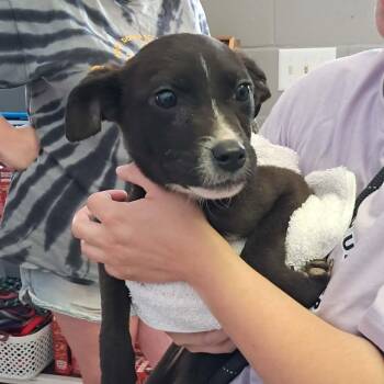 Mixed Breed Dogs Available for Adoption in Valley, Alabama - Tulip | PetCurious