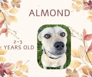 Rescue Labrador Retriever Dogs for Adoption in Tama, Iowa - Almond | PetCurious
