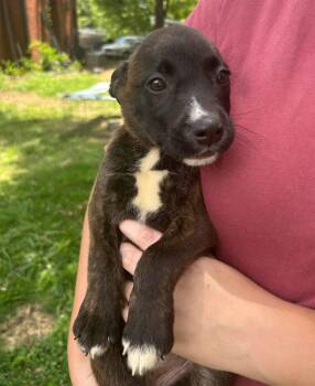 Noodle -  Australian Cattle Dog Blue Heeler Dog for Adoption in Calera, Alabama - Noodle | PetCurious