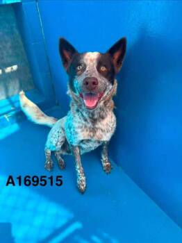 Stormello -  Australian Cattle Dog Blue Heeler and Mixed Breed Dog for Adoption in Calgary, Alberta - Stormello | PetCurious
