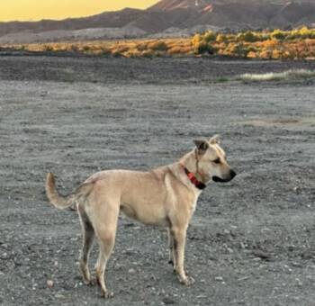 Frankie -  Mixed Breed Dog for Adoption in Olympia, Washington - Frankie | PetCurious