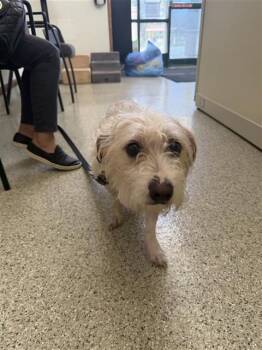 Toy Fox Terrier Dogs Available for Adoption - CHICO | PetCurious