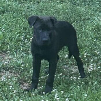 Shade -  Labrador Retriever and Great Dane Dog for Adoption in Watertown, Connecticut - Shade | PetCurious