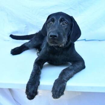 Rescue Standard Poodle and Mixed Breed Dogs for Adoption in Morton Grove, Illinois - Parrish | PetCurious