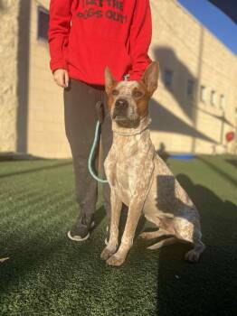 Rescue Australian Cattle Dog Blue Heeler Dogs for Adoption in Rockwall, Texas - Cowboy | PetCurious