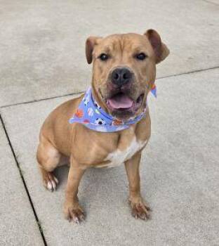 Diego -  Pit Bull Terrier Dog Available for Adoption in Bucyrus, Ohio - Diego | PetCurious