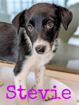 Stevie -  Jack Russell Terrier Dog for Adoption in Cowlesville, New York - Stevie | PetCurious