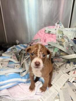 Peanut -  Terrier and Mixed Breed Dog for Adoption in Honolulu, Hawaii - Peanut | PetCurious