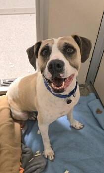 Honey -  Pit Bull Terrier and Mixed Breed Dog for Adoption in Bellevue, Washington - Honey | PetCurious