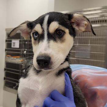 Gamora -  Husky and Mixed Breed Dog for Adoption in Nashville, Indiana - Gamora | PetCurious