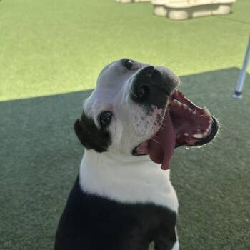 Rescue Mixed Breed Dogs for Adoption in Longview, Texas - Tom | PetCurious