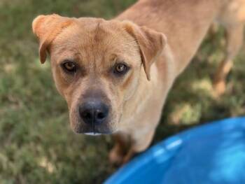 Labrador Retriever and Mixed Breed Dogs Available for Adoption - RAMEN | PetCurious