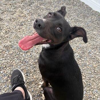 Mona -  Black Labrador Retriever and Mixed Breed Dog for Adoption in Binghamton, New York - Mona | PetCurious