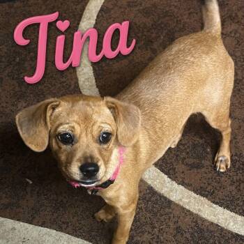 Tina -  Chihuahua and Dachshund Dog for Adoption in Coldwater, Michigan - Tina | PetCurious